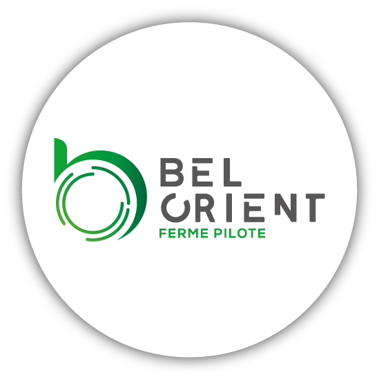 Winfarm Groupe - PUCE BELORIENT